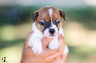 Les chiots de Jack Russell Terrier