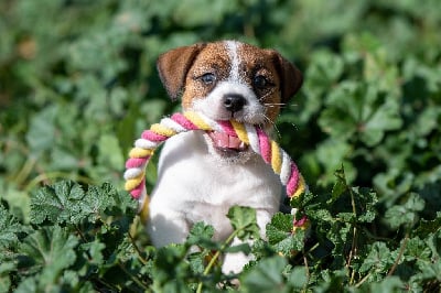 Les chiots de Jack Russell Terrier