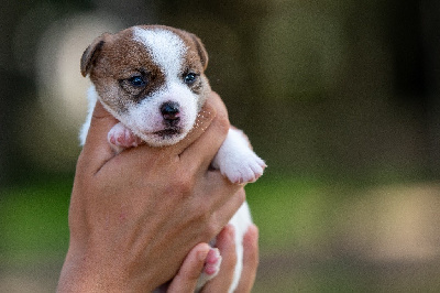 Les chiots de Jack Russell Terrier