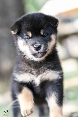 Les chiots de Shiba