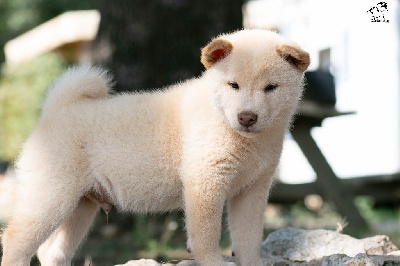 Les chiots de Shiba