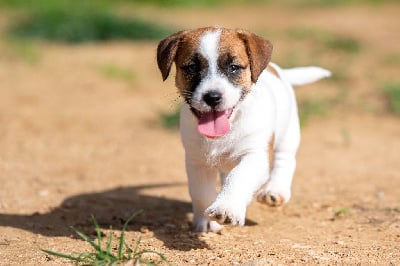 Les chiots de Jack Russell Terrier