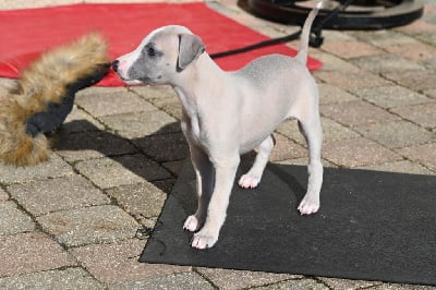 Les chiots de Whippet