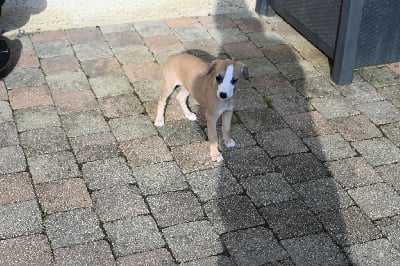 Les chiots de Whippet