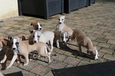 Les chiots de Whippet