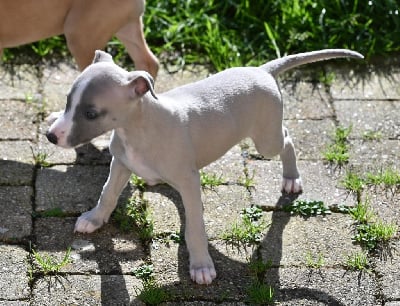 Les chiots de Whippet