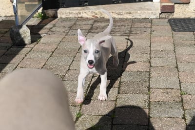 Les chiots de Whippet