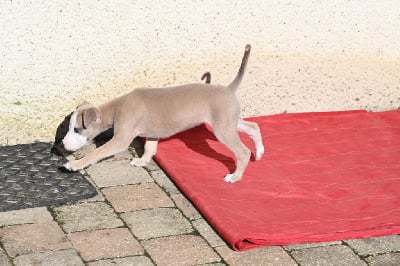 Les chiots de Whippet