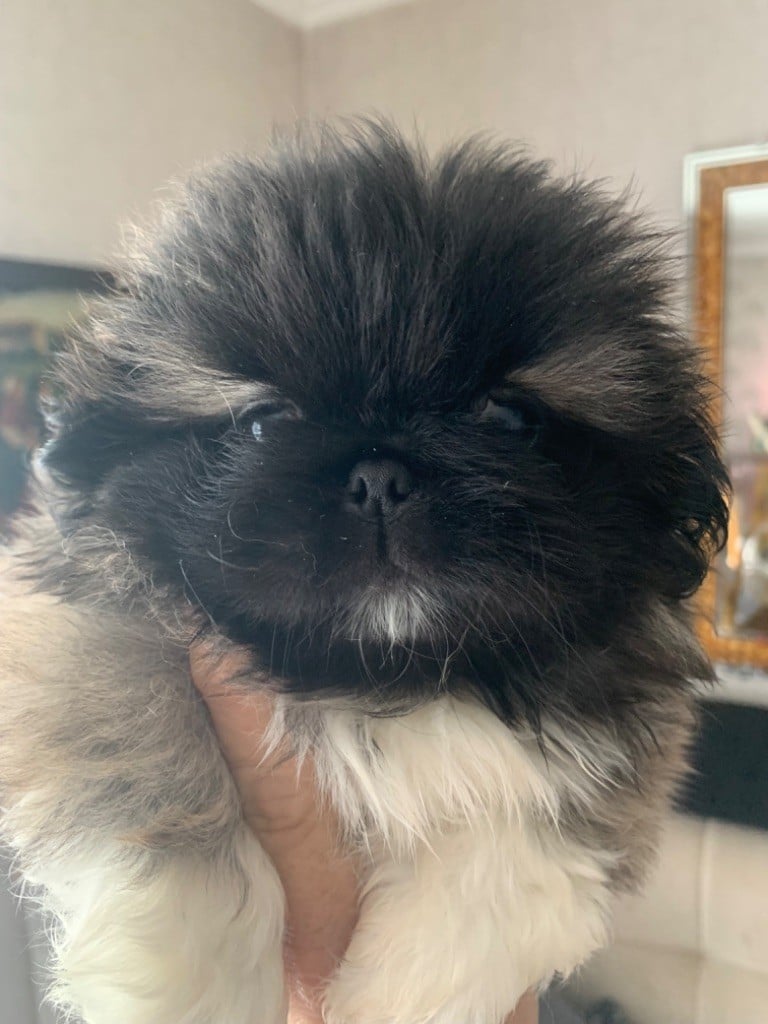 CHIOT 2 - Pekinois