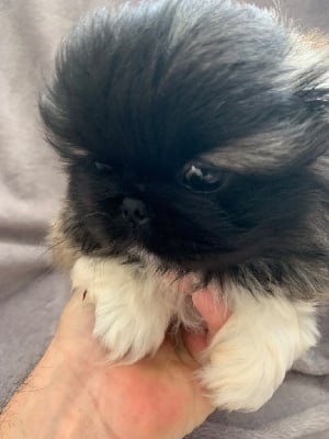 Les chiots de Pekinois