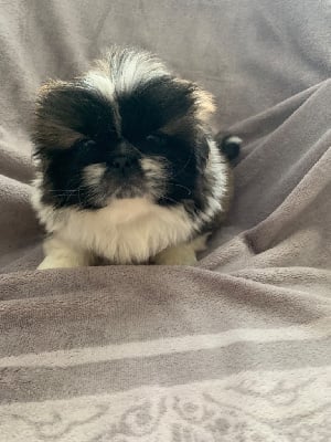 Les chiots de Pekinois