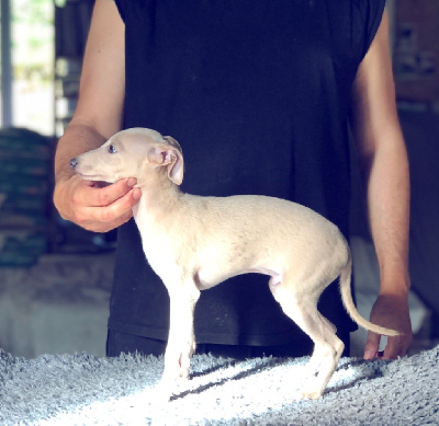 Les chiots de Petit Levrier Italien