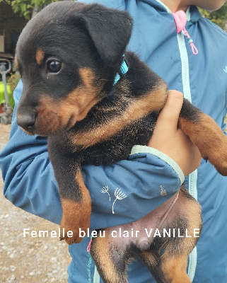 Les chiots de Berger de Beauce