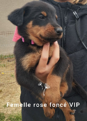 Les chiots de Berger de Beauce