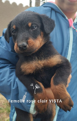 Les chiots de Berger de Beauce