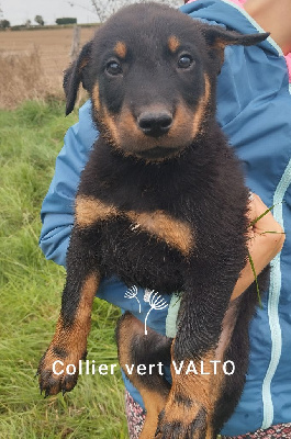 Les chiots de Berger de Beauce