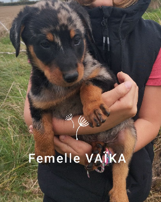 Les chiots de Berger de Beauce