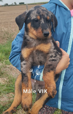 Les chiots de Berger de Beauce