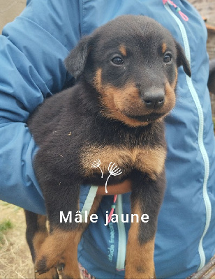 Les chiots de Berger de Beauce