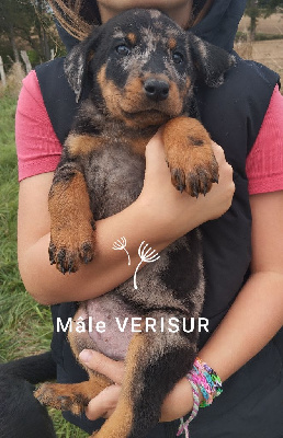 Les chiots de Berger de Beauce