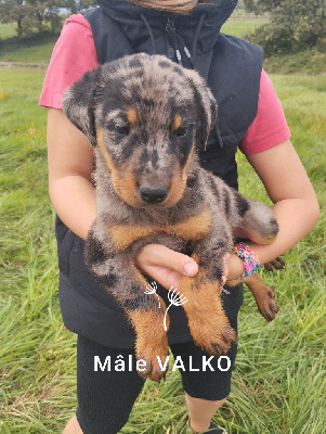 Les chiots de Berger de Beauce