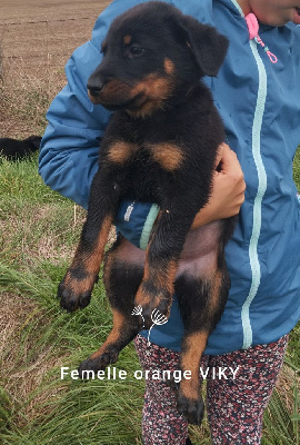 Les chiots de Berger de Beauce