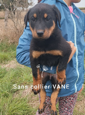 Les chiots de Berger de Beauce