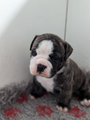 CHIOT - Bulldog continental