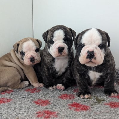 Les chiots de Bulldog continental