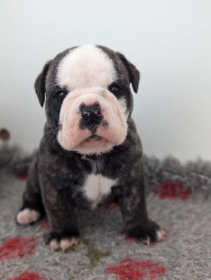 CHIOT - Bulldog continental