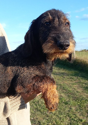 Les chiots de Teckel poil dur