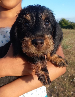 Les chiots de Teckel poil dur