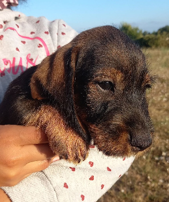 Les chiots de Teckel poil dur