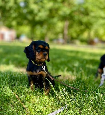 Les chiots de Cavalier King Charles Spaniel