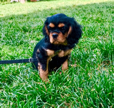 Les chiots de Cavalier King Charles Spaniel