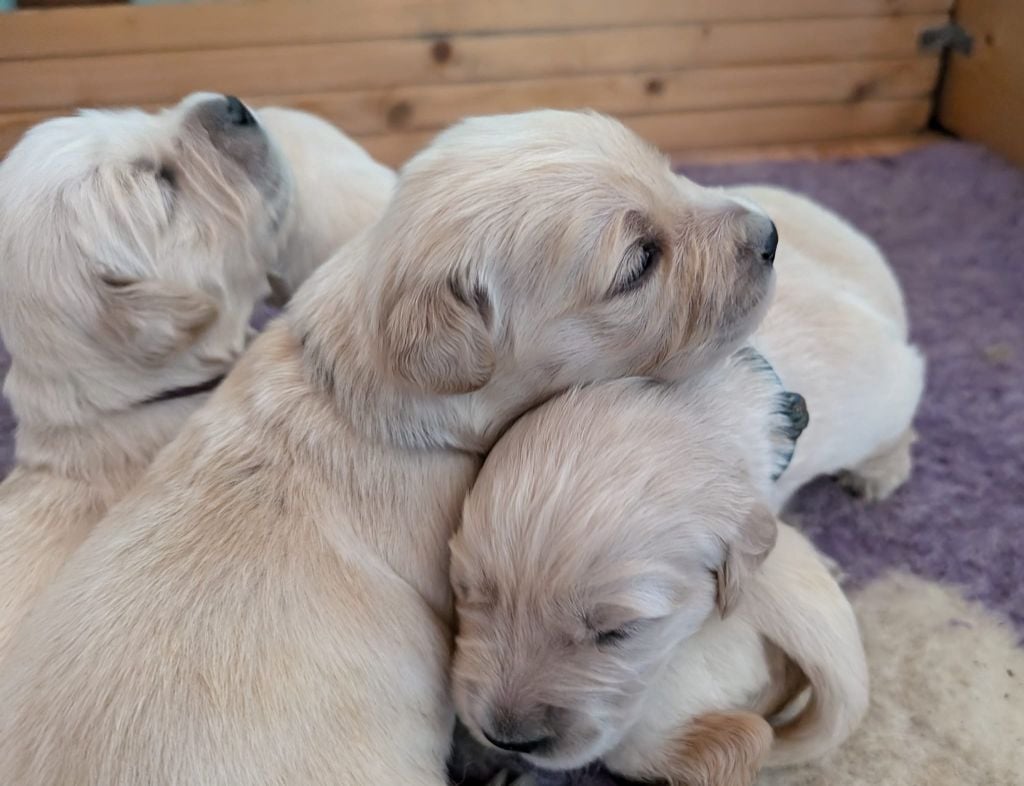 CHIOT - Golden Retriever