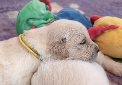 Les chiots de Golden Retriever