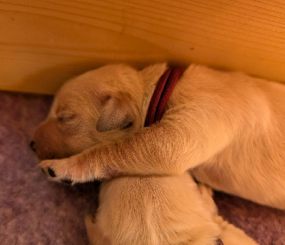 Les chiots de Golden Retriever