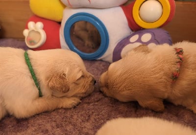 Les chiots de Golden Retriever