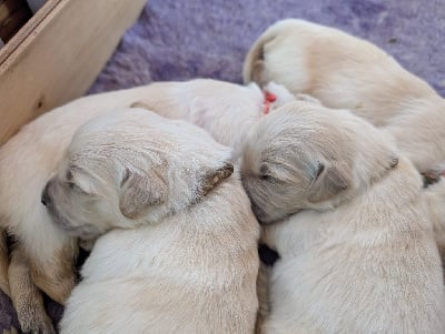 Les chiots de Golden Retriever