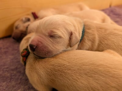 Les chiots de Golden Retriever