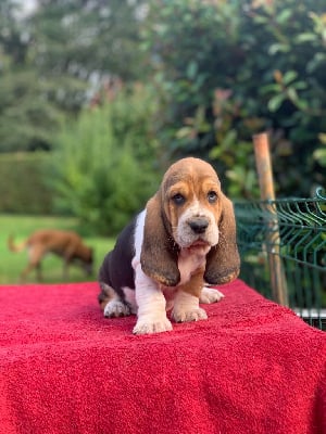 Collier jaune - Basset Hound