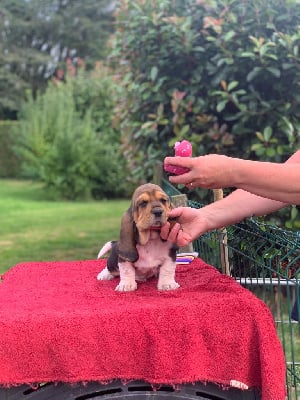 Collier rouge - Basset Hound