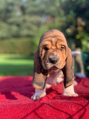 Collier Bleu marine - Basset Hound