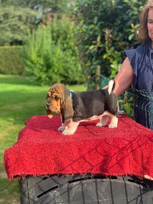 Collier Bleu ciel - Basset Hound