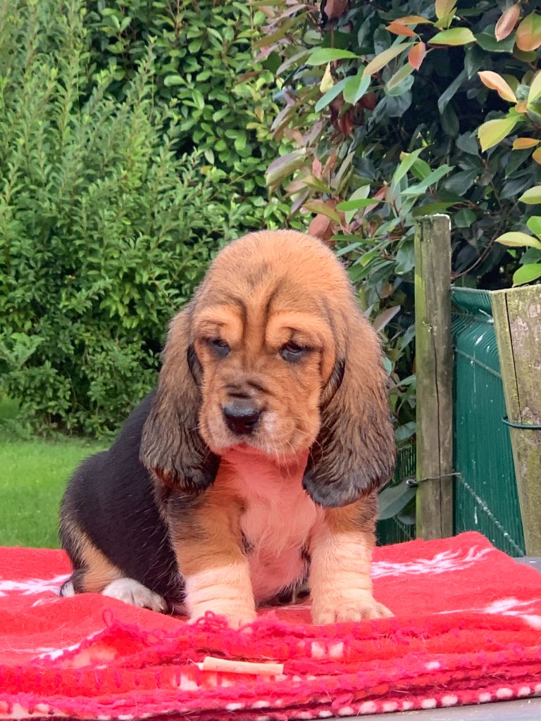 V tête fauve - Basset Hound