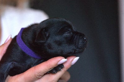 Les chiots de Staffordshire Bull Terrier