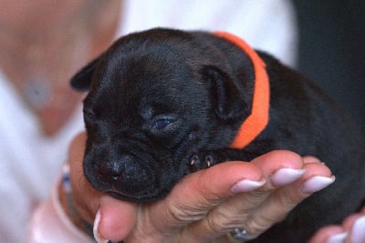 Les chiots de Staffordshire Bull Terrier