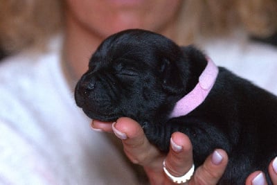 Les chiots de Staffordshire Bull Terrier