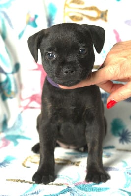 Les chiots de Staffordshire Bull Terrier